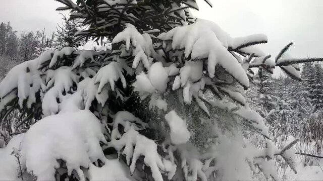 Slow motion snow falls from trees in winter. Beautiful landscape of winter nature. Slow shooting snow fall