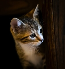 A tabby kitten peeking out