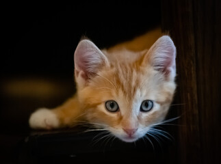 A cute orange tabby kitten making eyes at the camera