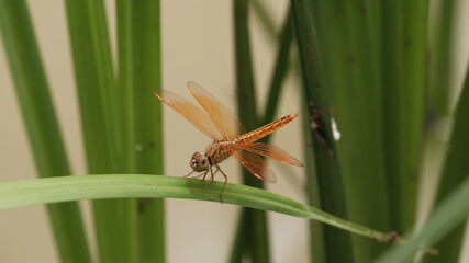 dragonfly on a leaf