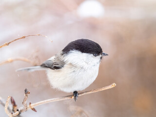 Cute bird the willow tit, song bird sitting on a branch without leaves in the winter.