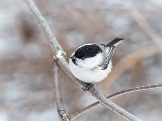 Cute bird the willow tit, song bird sitting on a branch without leaves in the winter.