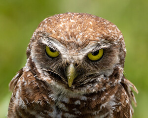 A small ground owl in the park