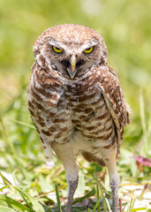 A small ground owl in the park