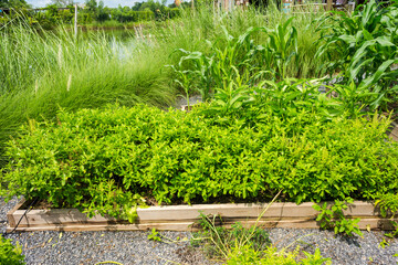 Homegrown Vegetable Garden in the backyard.