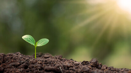 Trees with green leaves growing on the ground in blurred green nature background, reforestation and environmental protection concept.