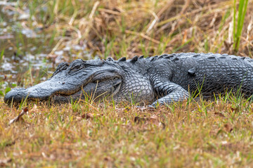 American Florida Alligator
