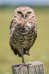 A small ground owl in the park