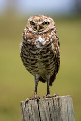 A small ground owl in the park