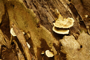 mushrooms on tree trunk
