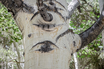 Naklejka premium Close up of the white bark on an Aspen Tree (Populus tremuloides) with eyes from fallen branches. Great Basin National Park, Nevada, USA.