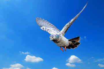 Action Scene of Rock Pigeon Flying in The Air Isolated on Blue Sky