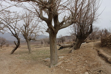 Iran, Desert Nature