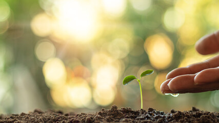 A hand that watered young plants for future growth.