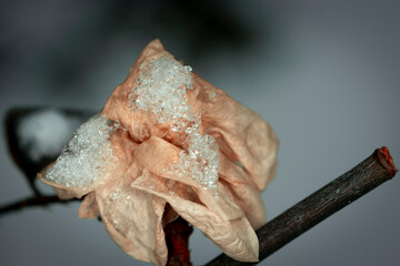 Dried flowers covered in snow. Macrophotography of nature