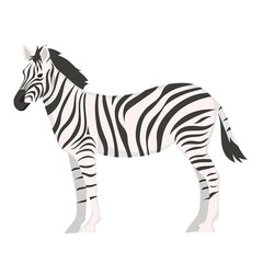 Zebra isolated on white background. Vector graphics.
