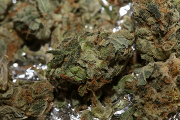 Medical marihuana super lemon kush close up modern background high quality prints