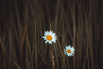 White and yellow daisy flower in bloom