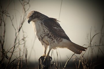 Hunting red tailed Hawk