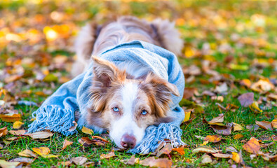 Unhappy Border collie dog wearing warm scarf looks at camera at autumn sunny park. Empty space for text