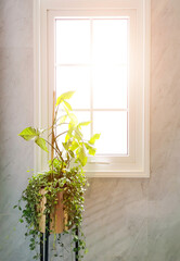 Tropical plant in metal pot in front of white classic window frame in bathroom with sunset light effect.