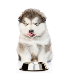 Hungry Alaskan Malamute puppy licking lips near empty bowl. isolated on white background