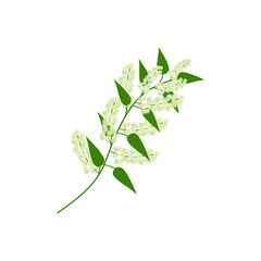 A branch of a bird cherry. Isolated floral element on a white background. Spring flowers, green leaves on a branch. For decorating compositions, frames, holiday bouquets or online flower shop. Vector.