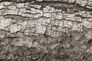 Texture from the bark of oak