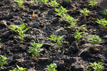 Small marigold flower in farm