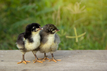 Two chicks black and blue australorp on wooden floor and background grass in husbandry natural animal lifestyle farming garden organic.