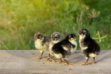 Four chicks black and blue australorp on wooden floor and background grass in husbandry natural animal lifestyle farming garden organic.