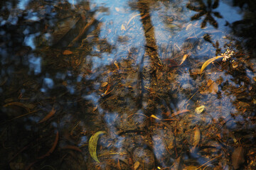 leaves in the water floating in the river