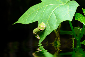 Worm on the green leaf