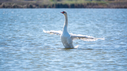 Graceful white Swan swimming in the lake and flaps its wings on the water.