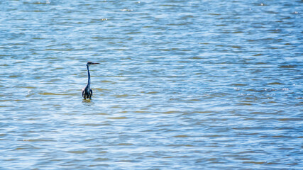 The gray heron stands in the lake