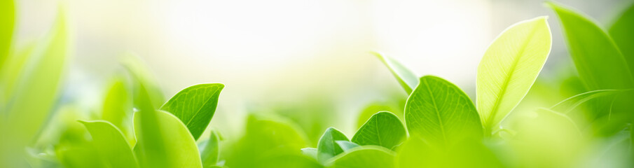 Nature of green leaf in garden at summer. Natural green leaves plants using as spring background cover page greenery environment ecology wallpaper