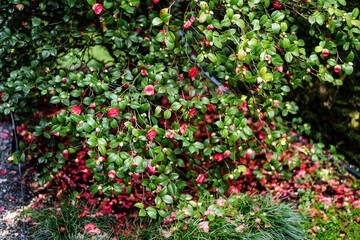 Lush bush of pink camellia with fallen petals and green leaves on the grass.