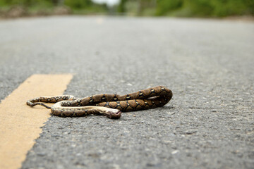 Dead baby reticulated python snake on the road from being crushed by a car. concept of Roadkill local animal deaths caused by road traffic accidents.
