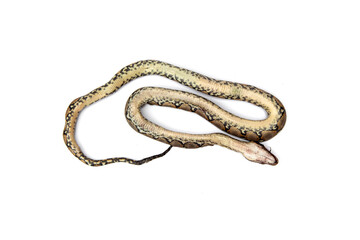 Corpse of dead baby reticulated python snake tip over isolated on white background.