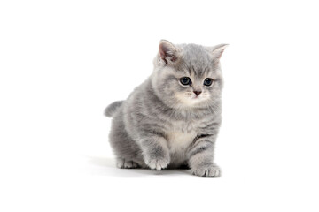 Purebred kitten on a white background