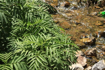 beauty nature North of Iran