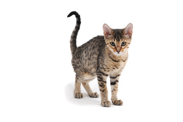 Gray striped purebred kitten on a white background