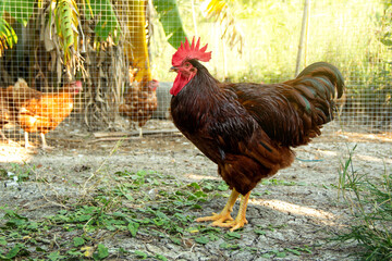 Chicken have red comb. Rhode Island Red rooster australia species in free range husbandry natural animal in backyard lifestyle farming garden organic.