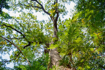 Low angle shot of a big tree with many branches.