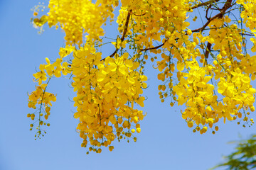 Yellow blossom of Cassia fistula (Yellow tree in Israel). Tree of yellow rain
