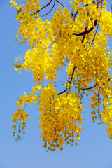 Obraz premium Yellow blossom of Cassia fistula (Yellow tree in Israel). Tree of yellow rain