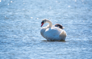 Graceful white Swan swimming in the lake, swans in the wild