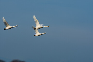 飛翔する白鳥