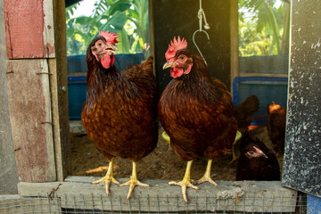 Rhode Island Red Two female hens standing on the threshold of the chicken coop. concept of...