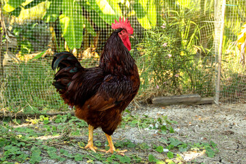 Chicken have red comb. Rhode Island Red rooster australia species in free range husbandry natural animal in backyard lifestyle farming garden organic.